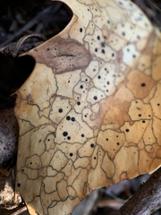 Coccomyces dentatus