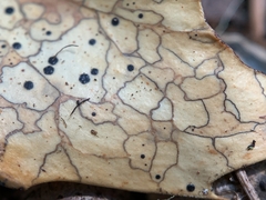 Coccomyces dentatus