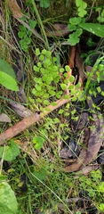 Adiantum aethiopicum