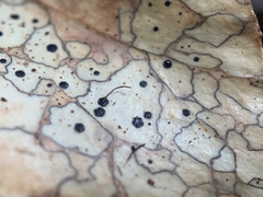 Coccomyces dentatus