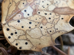 Coccomyces dentatus