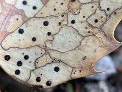 Coccomyces dentatus