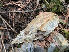 Coccomyces dentatus