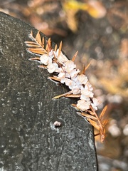 Taxodiomyia cupressi
