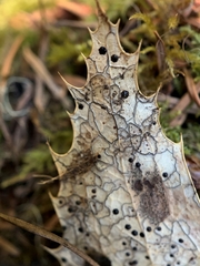 Coccomyces dentatus