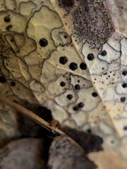 Coccomyces dentatus
