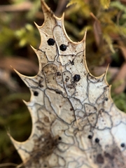 Coccomyces dentatus