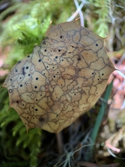 Coccomyces dentatus