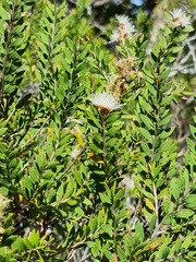 Melaleuca sieberi