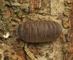 Armadillidae