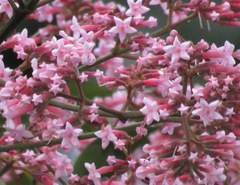 Macrocnemum roseum