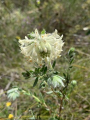 Pimelea octophylla
