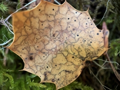 Coccomyces dentatus