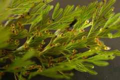 Hymenophyllum demissum