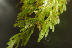 Hymenophyllum demissum