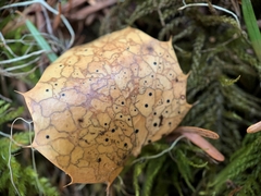 Coccomyces dentatus
