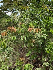 Hymenaea courbaril