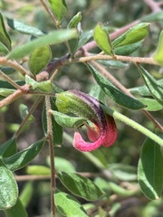 Grevillea quadricauda