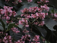 Macrocnemum roseum