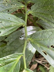 Elatostema platyphyllum