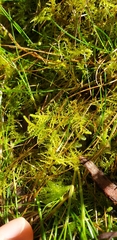 Thuidiopsis