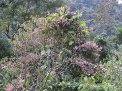 Macrocnemum roseum