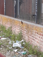 Lepidocolaptes angustirostris