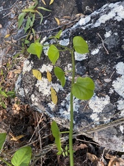 Tinospora smilacina