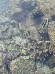 Zanclus cornutus