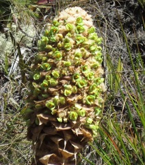 Puya membranacea