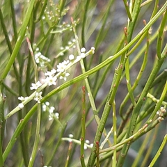 Leptomeria drupacea