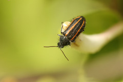 Astylus quadrilineatus