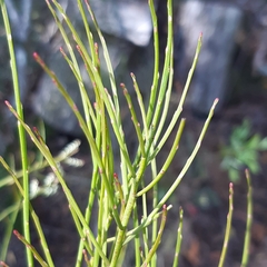 Leptomeria drupacea