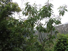 Nicotiana tomentosa