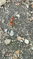 Pseudomethoca simillima