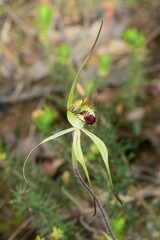 Caladenia tentaculata × venusta