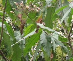 Nicotiana tomentosa