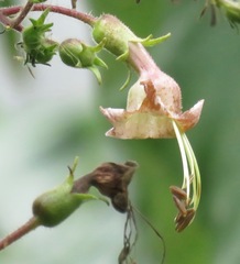 Nicotiana tomentosa