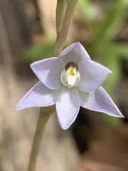 Thelymitra pallidiflora