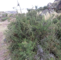 Colletia spinosissima