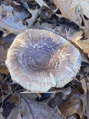 Tricholoma caligatum