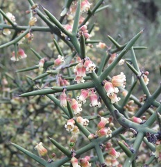 Colletia spinosissima