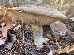 Tricholoma caligatum