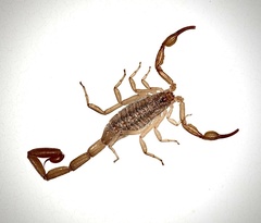Centruroides limpidus