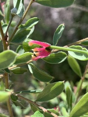 Grevillea quadricauda