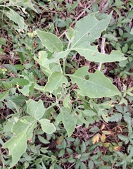 Physalis cinerascens spathulifolia
