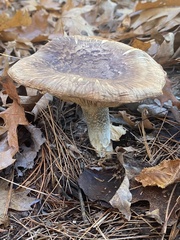 Tricholoma caligatum