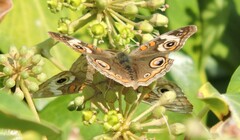 Junonia grisea