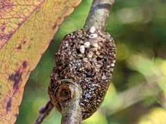 Malacosoma americana