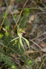 Caladenia tentaculata × venusta